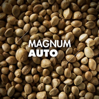 Magnum | 10 Semillas | Automáticas
