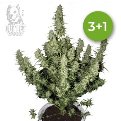 Semillas | Magnum | Auto | 3+1 semillas | Buddha Seeds