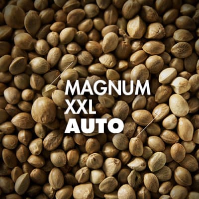 Magnum XXL | 10 Semillas | Automáticas