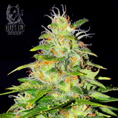 Semillas | Marley's Tribute | Fem | 2 semillas | Shaman Genetics