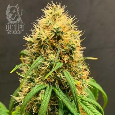 Semillas | Mimosa | Auto | 1 semilla | MERMA | Royal Queen