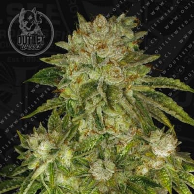 Semillas | MK-Ultra | Fem | 2 semillas | MERMA | T.H.Seeds