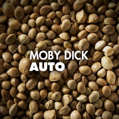 Moby Dick | 10 Semillas | Automáticas