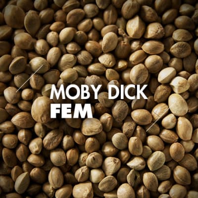 Moby Dick | 10 Semillas | Feminizadas