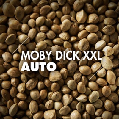 Moby Dick XXL | 10 Semillas | Automáticas