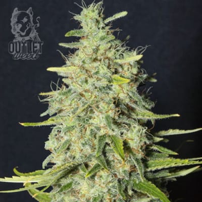 Semillas | Monster | CBD | 3+1 semillas | Eva Seeds
