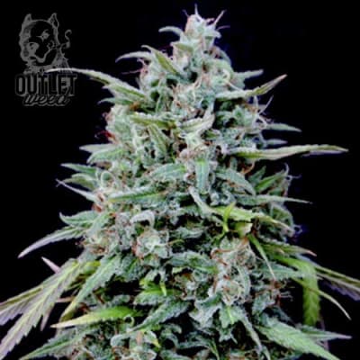 Semillas | Mustang V8 | Fem | 2 semillas | Shaman Genetics