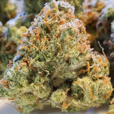 Semillas | Night Queen | Auto | 3 semillas | Dutch Passion