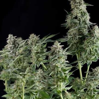Semillas | Northern Lights | Fem | 1 semilla | Pyramid Seeds