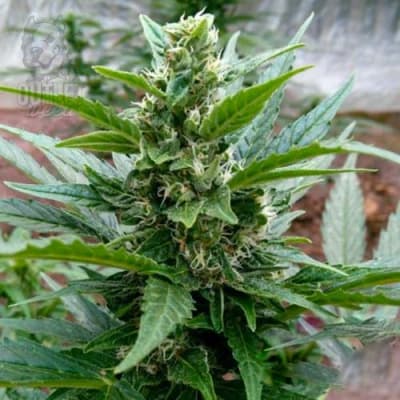 Semillas | Northern Light | Auto | 1 semilla | MERMA | Royal Queen