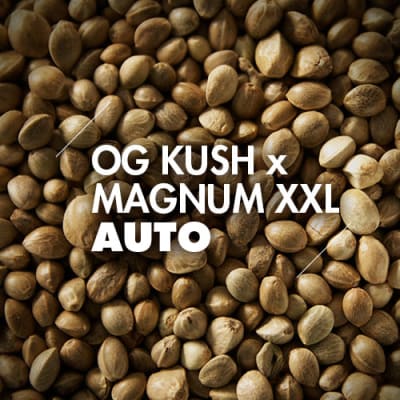 OG Kush x Magnum XXL | 10 Semillas | Automáticas