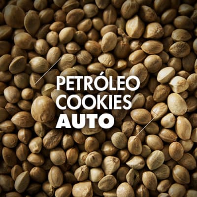 Petróleo Cookies | 10 Semillas | Automáticas