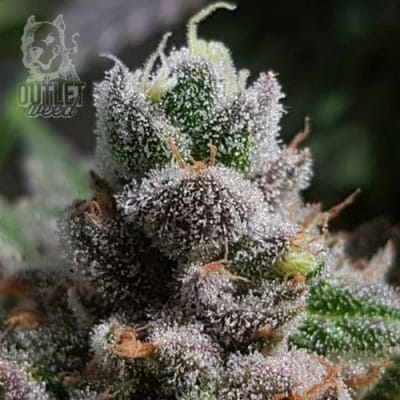 Semillas | Pineapple Kush | Fem | 3 semillas | MERMA | Royal Queen
