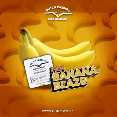 Semillas | Banana Blaze | Fem | 3 semillas | Dutch Passion
