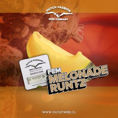 Semillas | Melonade Runtz | Fem | 3 semillas | Dutch Passion
