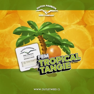 Semillas | Dutch Passion | Tropical Tangie | Fem | 3 semillas