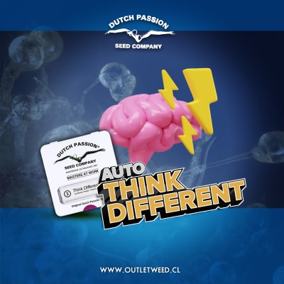 Semillas | Think Different | Auto | 3 semillas | Dutch Passion