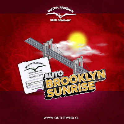 Semillas | Brooklyn Sunrise | Auto | 3 semillas | Dutch Passion