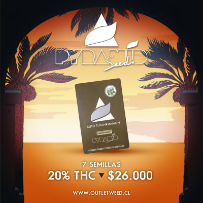 Semillas | Tutankhamon | Auto | 5+2 semillas | Pyramid Seeds