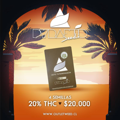 Semillas | Tutankhamon | Auto | 3+1 semillas | Pyramid Seeds