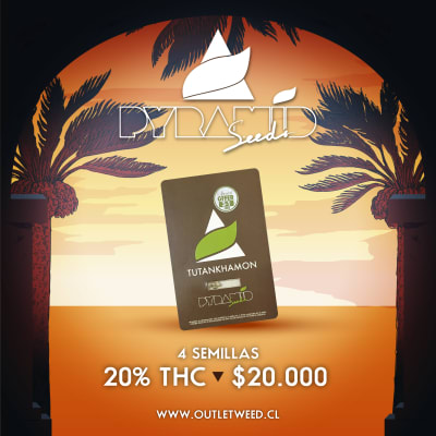 Semillas | Tutankhamon | Fem | 3+1 semillas | Pyramid Seeds