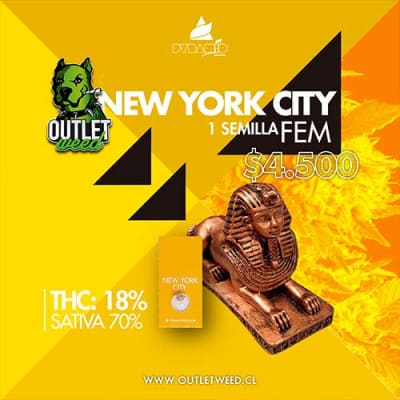 Semillas | New York City | Fem | 1 semilla | Pyramid Seeds