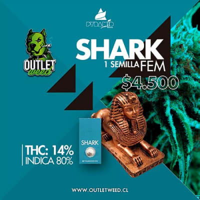 Semillas | Shark | Fem | 1 semilla | Pyramid Seeds
