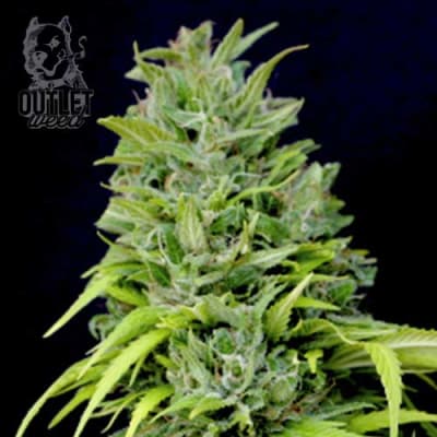 Semillas | Public Enemy | Auto | 2 semillas | Shaman Genetics