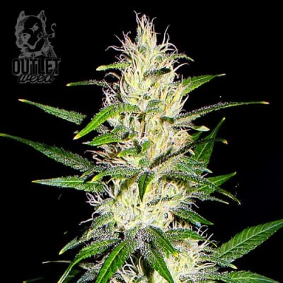 Semillas | Public Enemy | Fem | 2 semillas | Shaman Genetics