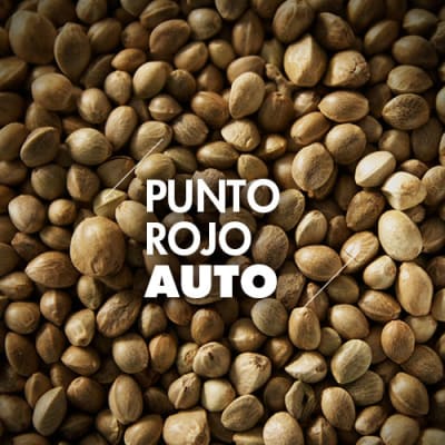 Punto Rojo | 10 Semillas | Automáticas