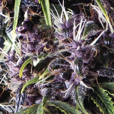 Semillas | Purple | Auto | 1 semilla | Pyramid Seeds