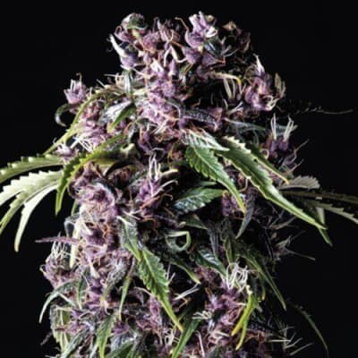 Semillas | Purple | Fem | 1 semilla | Pyramid Seeds