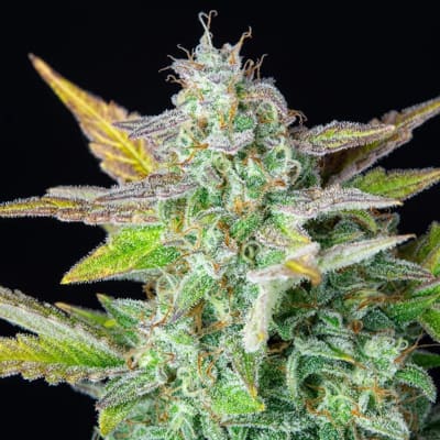 Semillas | Quick One | Auto | 3 semillas | MERMA | Royal Queen