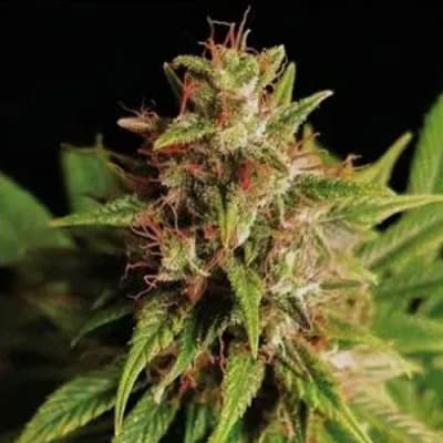 Semillas | Red Cross CBD | CBD | 3 semillas | Medical Seeds