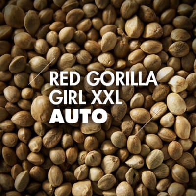 Red Gorilla Girl XXL | 10 Semillas | Automáticas