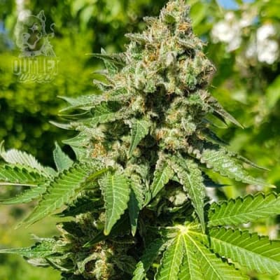 Semillas | Royal AK | Fem | 1 semilla | MERMA | Royal Queen