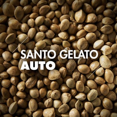 Santo Gelato | 10 Semillas | Automáticas