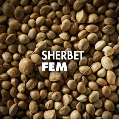 Sherbet | 10 Semillas | Feminizadas