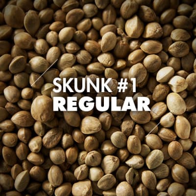 Skunk #1 | 10 Semillas | Regulares