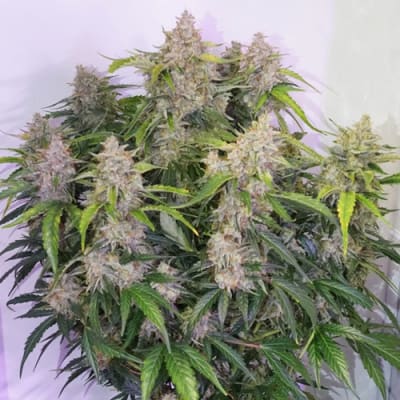 Semillas | Skywalker Haze | Auto | 3 semillas | Dutch Passion