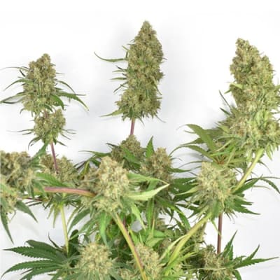 Semillas | Skywalker Haze | Fem | 3 semillas | Dutch Passion