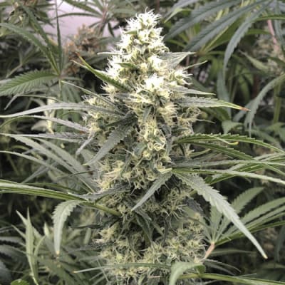 Semillas | Snow Bud | Fem | 3 semillas | Dutch Passion