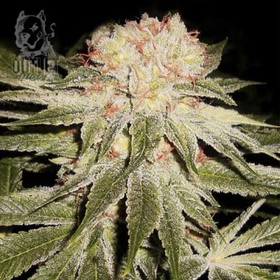Semillas | Star 99 | Fem | 2 semillas | Shaman Genetics
