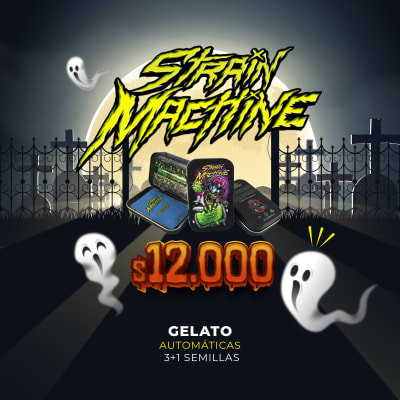 Semillas | Gelato | Auto | 3 +1 semillas | Strain Machine