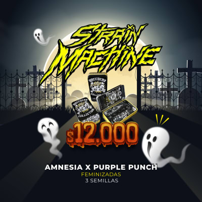 Semillas | Amnesia x Purple Punch | Fem | 3 semillas | Strain Machine