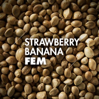 Strawberry Banana | 10 Semillas | Feminizadas