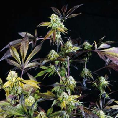 Semillas | Sunset Sherbet | Fem | 1 semillas | Pyramid Seeds