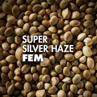Super Silver Haze | 10 Semillas | Feminizadas