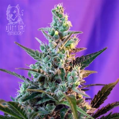 Semillas | Sweet Skunk Fast Version | Fem | 3+1 semillas | MERMA | Sweet Seeds