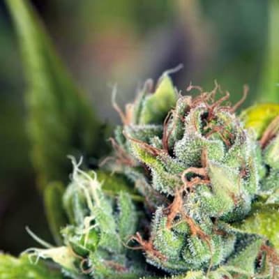 Semillas | Tahoe Cure | Fem | 1 semilla | Pyramid Seeds